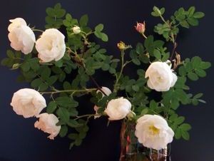 Приворот - роза любви